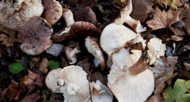 Topolová ryadovka: kde hledat houby a jak je jíst